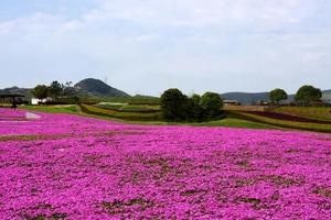 成团【阳光特价128元 | 最美四月】4月18日（周日）越国古都，西施故里，春风十里遇芝樱，芝樱花海惊艳上线，美爆啦！