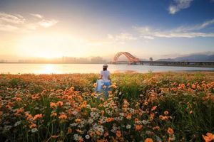 少量余位【阳光 | 面朝大海 雏菊花海】5月29日花海、红桥、沙滩、醉美十里花海+戏水梅山湾沙滩