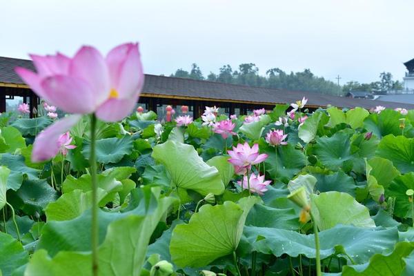 【阳光 | 十里荷花摄影休闲游】7月3日（周六）建德里叶村赏十里荷花盛放，爸爸去哪儿新叶古村