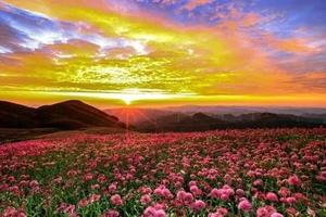 【阳光 | 季节限定-花季贵州-大美韭菜坪】 