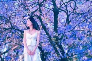 阳光组团4.30-5.5日【行游·蓝楹花开】泸沽湖+西昌蓝花楹+龙苍鸽子花+螺髻山温泉，来自春天的邀约轻摄影6日游