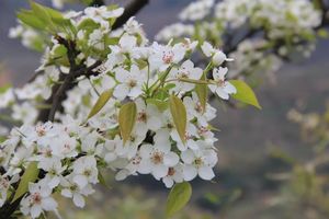 成行【阳光 | 江南梨花开】3月31日（周四）这里有个杭州最美的世外桃源，桐庐梨园，油菜花田，开出杭州最美的春天。