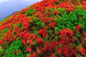 已成行【 阳光 | 桐庐发现高山野杜鹃花】第二期4/21（周四）打卡《向往的生活2》蘑菇屋，探寻高山红黄紫野生杜鹃花盛开