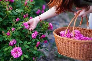 需要48小时核酸报告【阳光独家 | 五一打卡玫瑰园小镇】5月3日来到临安小山村，这里有超美的玫瑰花海，等着爱美的你来！！