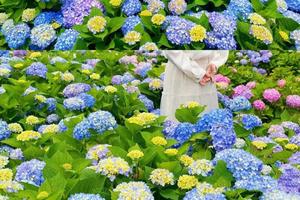 已成行！【阳光 | 蓝色绣球花海】 6月5日美哭了！这个山海相依的小渔村，绣球花海封神了 ，打卡石头垒成的村落