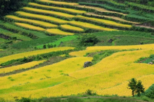 成行【秋日漫行99元】10月29日秋风起，观金色梯田，上虞覆卮山探秘；攀石浪，赏千年梯田，品漫山芦苇。