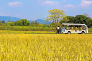 成行【良渚的秋天88元】10月30日深秋，一定要来这里看一次芦苇，稻田，余杭北湖草荡的万亩芦花，飞扬似雪
