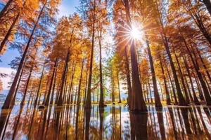 阳光【四明山+湖赏秋】12月8日（周四）邂逅四明湖畔惊艳红杉林，探访茅镬村成林古树群