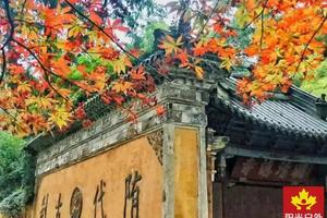 阳光【天台山全牛肉宴】12月31日（元旦）品天台寒山小狗全牛肉宴，访千年古刹国清寺，走铁甲龙寒岩洞天一日游