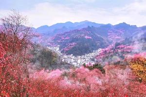 阳光【春到徽州】2月14-15日卖花渔村赏漫山徽梅，游徽州古城，登道教四大名山之一齐云山~