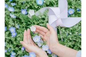 已成行【休闲摄影】4月22日春花︱梦幻喜林草，蓝色蔓延天际，雪轮花，粉色无边浪漫，品枫泾古镇上海老味道