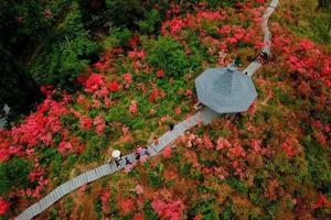 【阳光 | 高姥山杜鹃花】4月27日（周六）磐安十里杜鹃花已盛开，游孔子后裔榉溪古村！