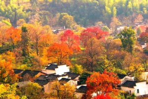 枫叶正红已成行！【中国最美秋色黄山+塔川】11月30-1日皖南醉美秋色塔川，穿越黄山之巅，观赏奇松怪石二日游