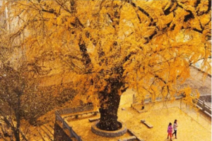 【楠溪江秋色】11月24-26日晒秋、银杏王、红柿、竹筏……90%人都想不到的赏秋好去处！楠溪江秋日独家小众秋色之旅！