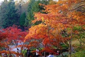 阳光【四明山寻秋】11.12小红书爆火线路，四明山十字裤+仰天湖踏金钱松落叶秋色环线徙步（难度一星强度一星）