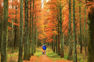 阳光特价108元【秋色之美】12月3日（周日）走进油画般的深秋，余杭娘娘山长乐林场-青山湖红杉林，品青山湖野鱼一日游