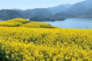 100元【强烈推荐】3.17日（周日）嵊州漫山遍野李花盛放，十分震撼！轻徒步赏花，沃洲湖畔赏油菜花十华堂古村