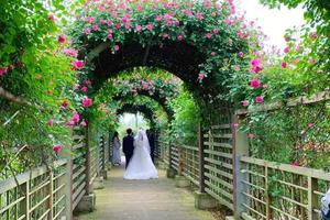 【阳光 | 白马湖免费摄影活动】4月24日杭州最美的花园白马湖月季花和长河井山湖蔷薇花墙