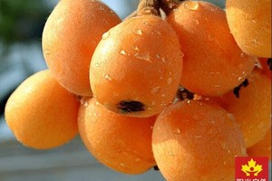 【阳光 | 塘栖超山白沙枇杷熟了！】5月18日采摘塘栖有机白沙枇杷尽情吃饱，相约丁山湖，漫游塘栖古镇