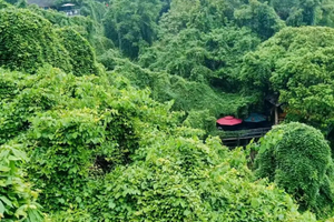 【阳光 | 探寻绿野仙踪】6.2日新昌梦幻森林青藤里，打卡梅渚古村花海，走进云端村落下岩贝