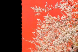 阳光免费活动【杭州钱王祠腊梅迎客来】1.18日(周六)南宋德寿宫红墙拍人像大片，徙步吴山登城隍阁，红墙白梅美如画