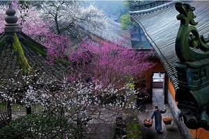已成行【天台国清寺】2月16日国清寺祈福赏千年隋梅开花了，打卡美到被央视推荐的天台山大瀑布一日游