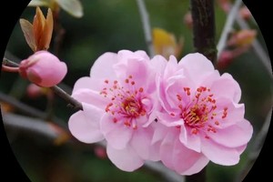 已成行！【苏州香雪海梅园】2.24日（周一）中国四大赏梅胜地之一，乾隆六下江南所到之处，木椟古镇一日摄影游