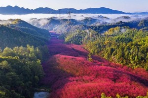 88元【米积村樱花节】3.16日临安版真实“上春山”，绝美樱花海，赏樱逛春日集市，河桥古镇一日游