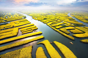 已成行！【阳光 | 烟花三月下杨州】4月7-8日阳春三月，烟雨杨州瘦西湖，兴化千垛油菜花海，水上森林公园，漫游江南春！