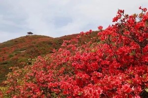 【阳光 | 宁波金峨山十里杜鹃花】4月20日（周日）惊艳朋友圈！美丽金峨山杜鹃花盛开，繁花如梦，芬芳满路！