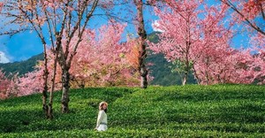 【云南虫谷】昆明-哀牢山秘境-无量山樱花谷-翁丁原始村落-沧源千年崖画-博航老寨-龙摩爷-边境孟连-老达保-景迈山樱花-