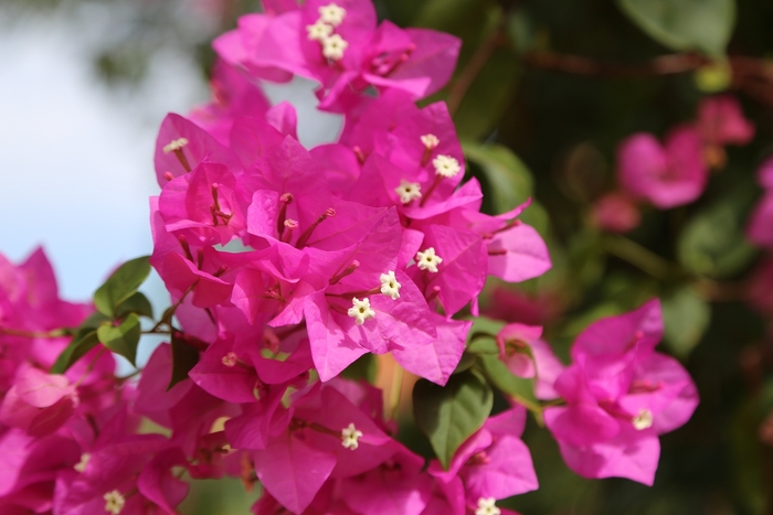 1533257417119285.jpg IMG_1667.JPG