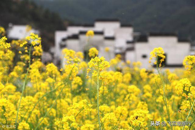 写意徽州，走进安徽石潭村，皖南最美的春天在这里。