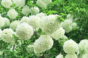 免费摄影活动【4.7日明天湘湖木绣球花美翻了！单反人像摄影直出】