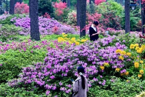免费摄影活动，王哥义务带队「临平山杜鹃花开时」4.15日现实版“莫奈花园”，杭州临平公园30000平方杜鹃花开满山坡！