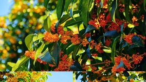 10月2日【国庆徙步赏桂花 | 阳光免费活动】杭州发现千与千寻汤屋，白鹤峰网红秋千，望全景西湖，观南山石窟，赏秋满陇桂雨