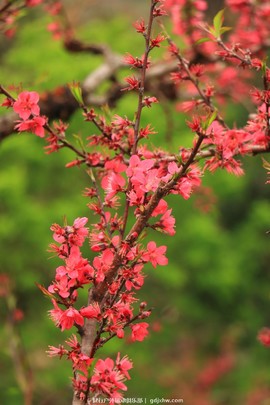 mmexport1489335790382