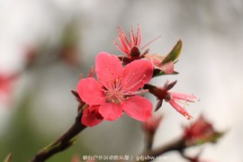 mmexport1489335775162