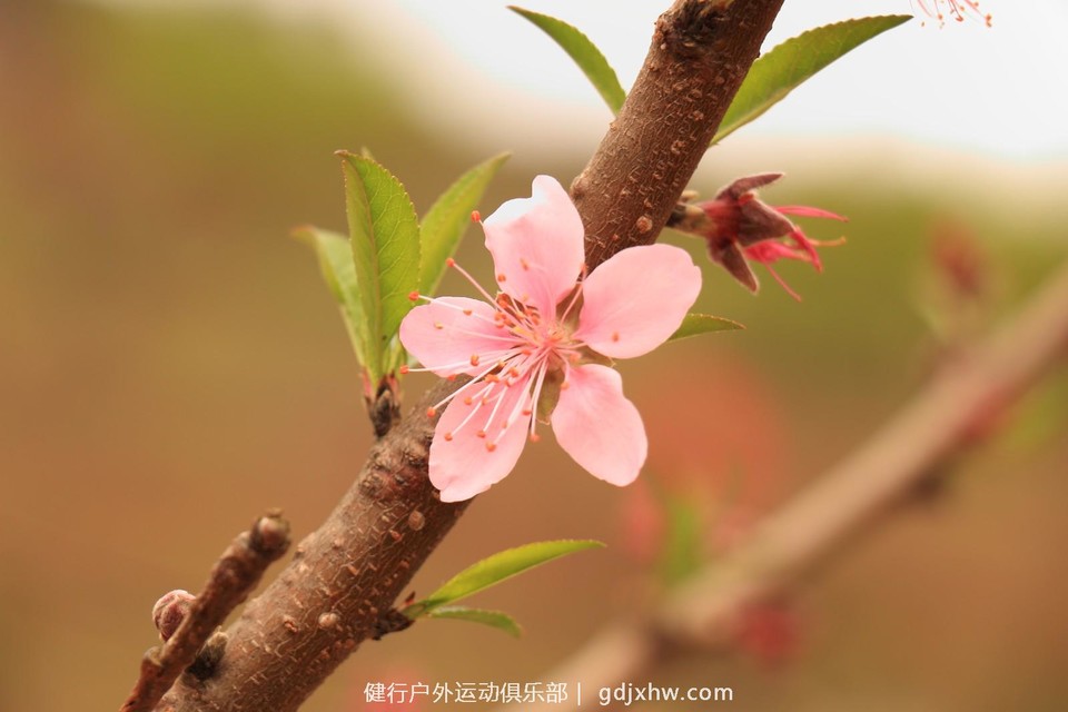 mmexport1489335758422