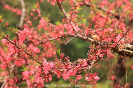 mmexport1489335745576