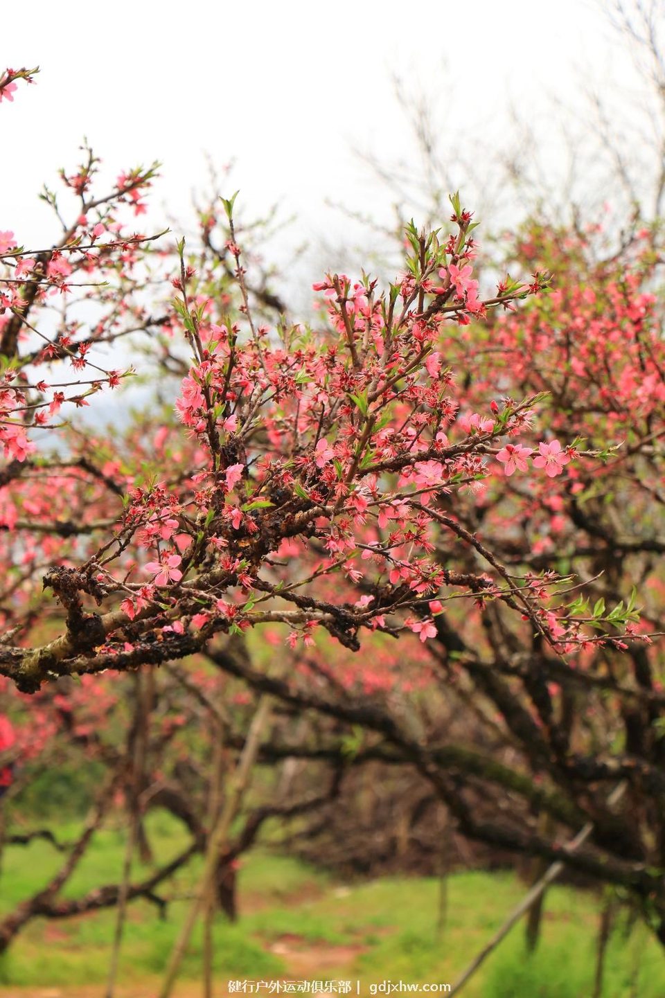 mmexport1489335734278