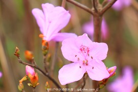 mmexport1491757681671