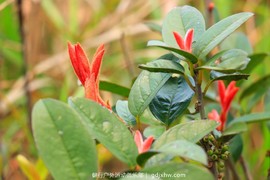 mmexport1491757668446