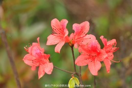 mmexport1491757655705