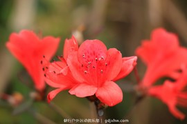 mmexport1491757571546