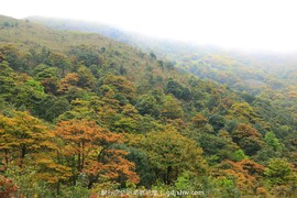 mmexport1491995446651