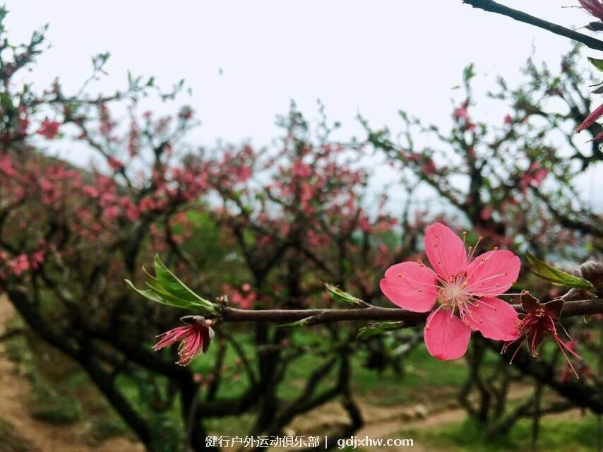 mmexport1489506382232