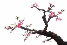 mmexport1489506379874