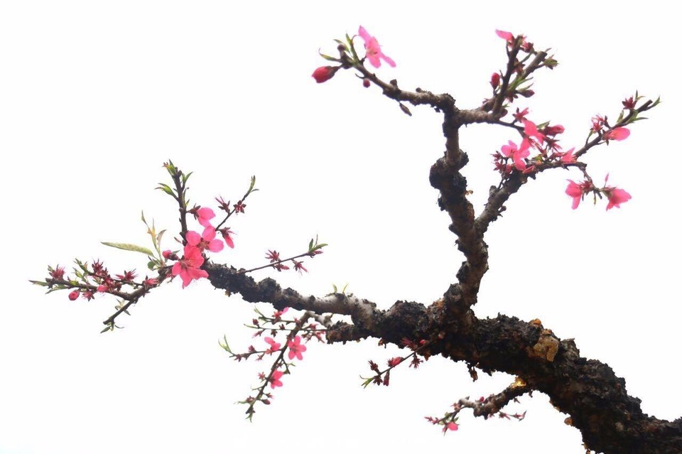 mmexport1489506379874