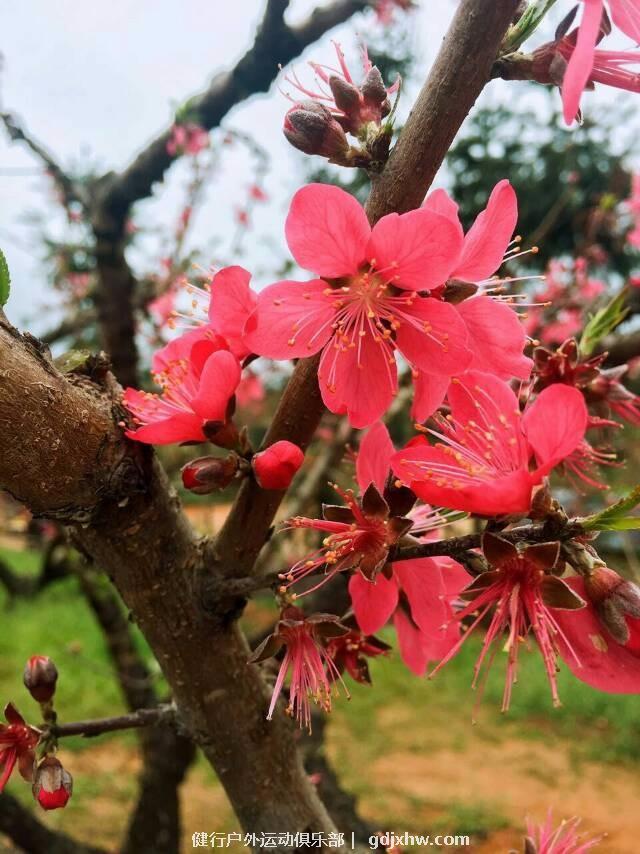 mmexport1489506375485